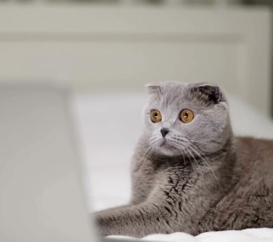 1 Click Vet – Veterinario a domicilio en Madrid 1 Click Vet – Veterinario a domicilio en Madrid