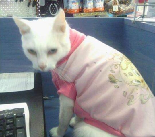 ANIMALADAS PELUQUERIA CANINA-FELINA