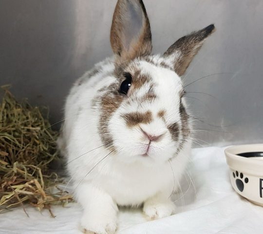 ANIMALES EXÓTICOS 24H – Veterinarios especialistas