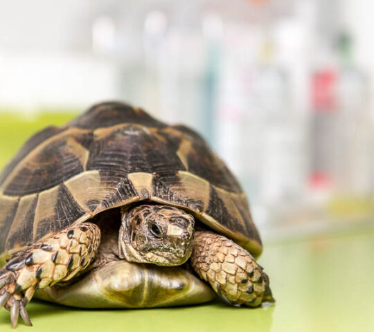 ASSISVET Veterinària