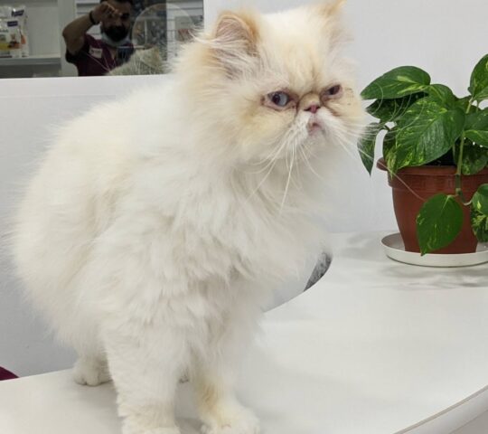 Abastos Veterinaria Abastos Veterinaria