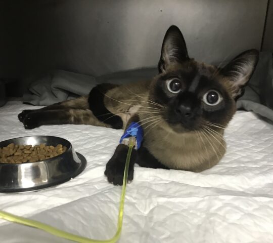 Abeiro Hospital Veterinario