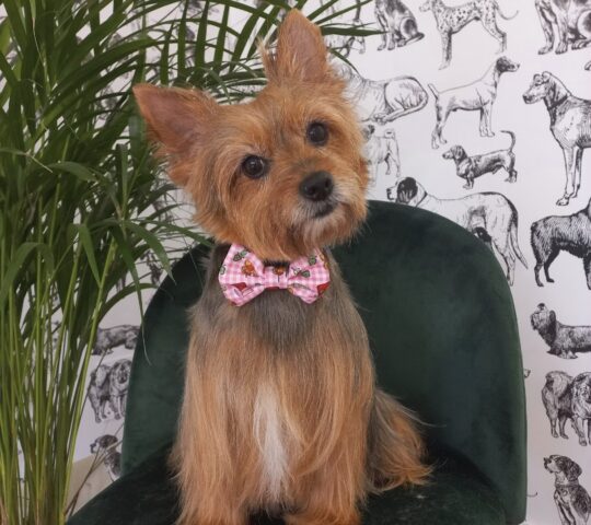 Aixa Groomer Peluquería Canina