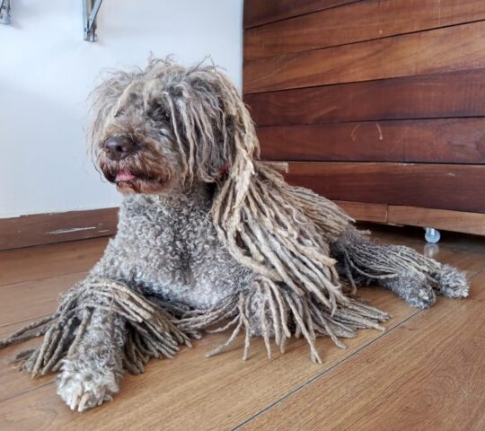 Ali Pintiado Estilista Canina