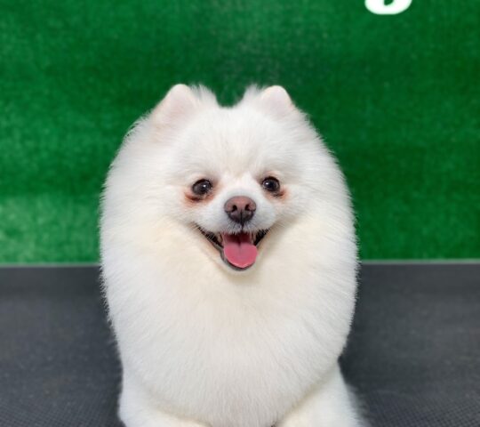 Almudena Blancart Estilista Canina