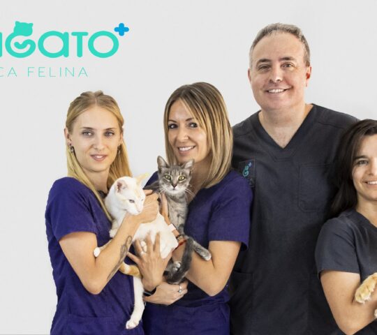 AmiGato Clínica Felina