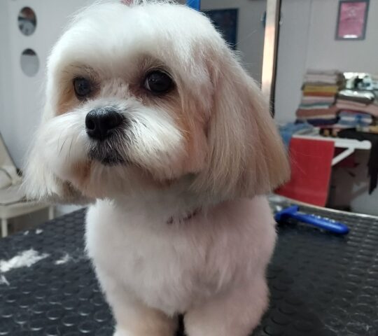 Amigo Peludo Peluquería Canina