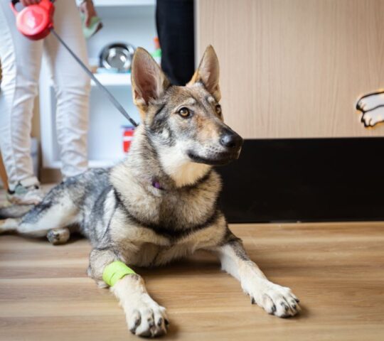 Ancana • Clínica Veterinaria