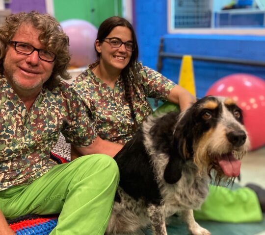 Animalfisio, Clínica Veterinaria en Almería | Veterinario Almería