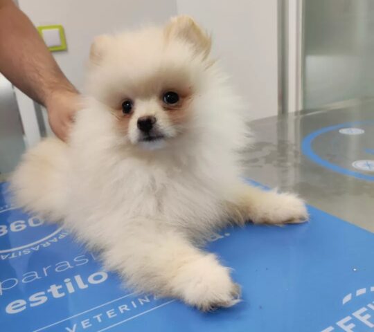 Animalia Veterinary Center