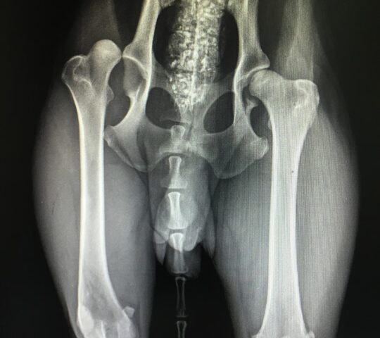 Animalicos Hospital de Día Veterinario