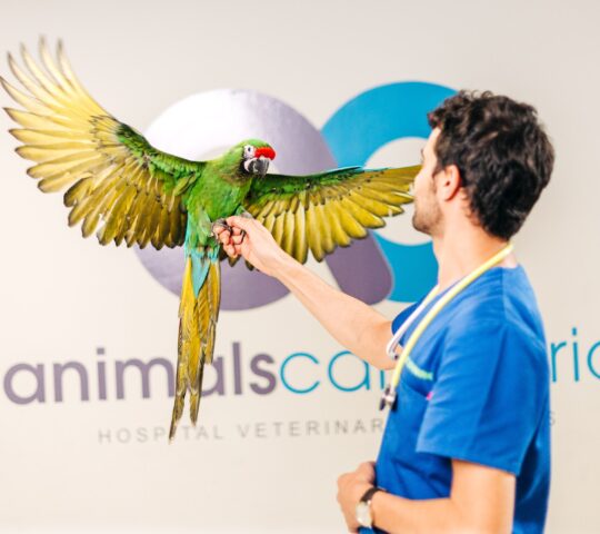 Animals Cantabria-Hospital Veterinario 24 Horas