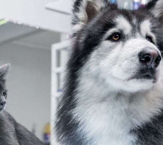 Animals Peluquería Canina Y Felina en Alicante