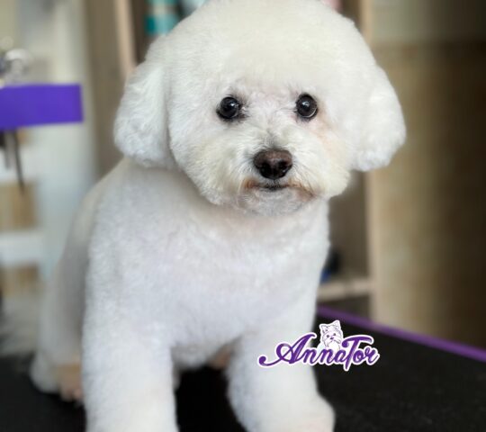 AnnaTor txakur estetika eta ile-apaindegia