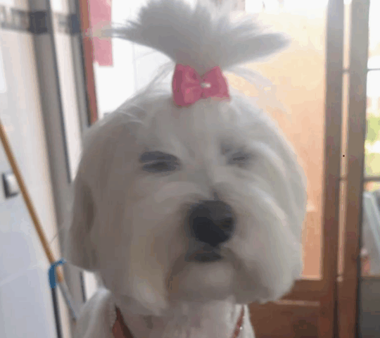 Área Canina Premium Pets Área Canina Premium Pets