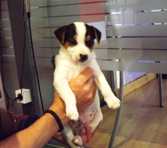 As Reyes Veterinary Clinic