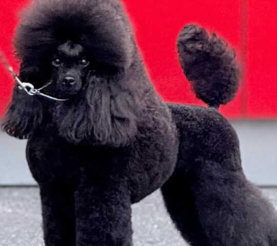 Avenida Poodle
