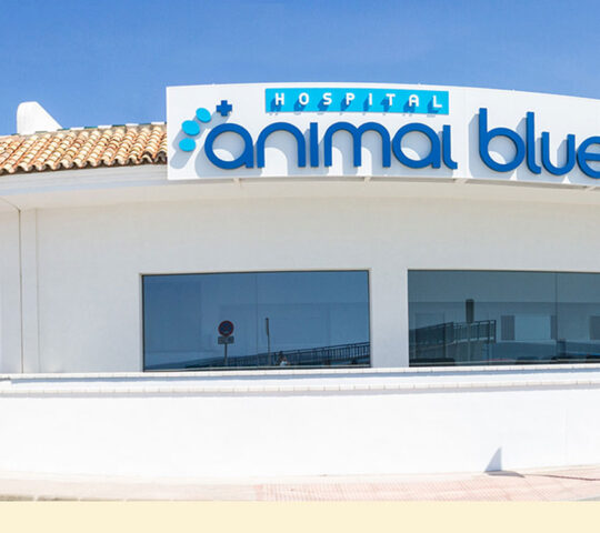 Bluecare Animal Hospital Bluecare Animal Hospital