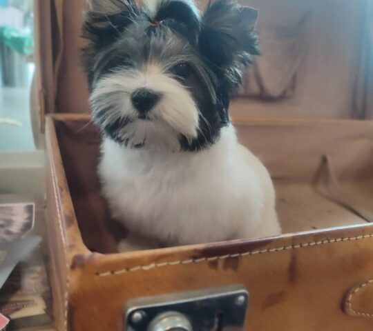 Bonnie and Clyde – Dog Grooming