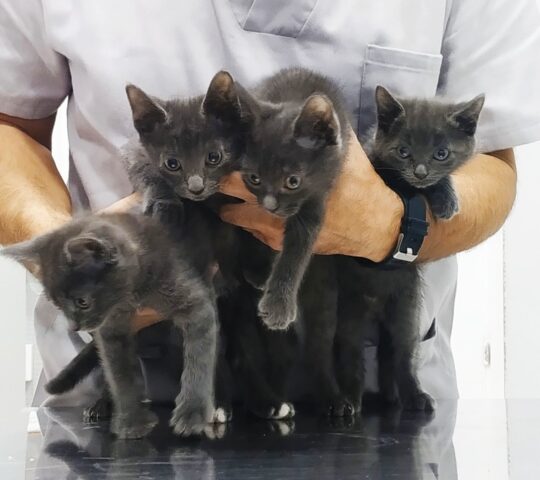 CENTRO VETERINARIO PATIKAS