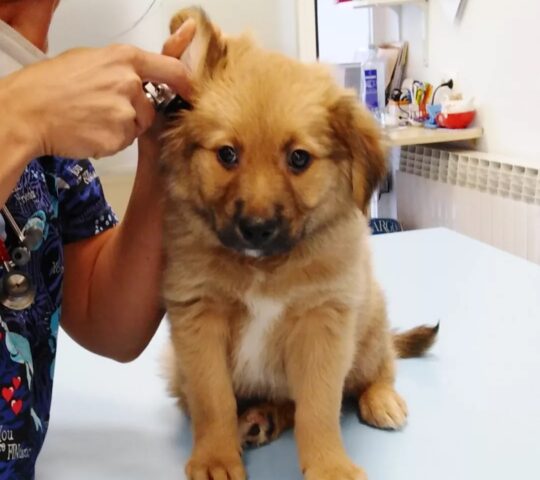 CLÍNICA VETERINARIA AUXO CLÍNICA VETERINARIA AUXO