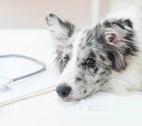 CLÍNICA VETERINARIA LA VILETA CLÍNICA VETERINARIA LA VILETA