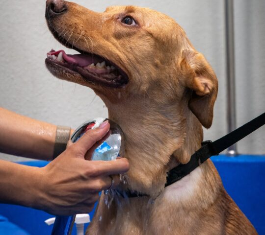 Canitas veterinarian Huelva