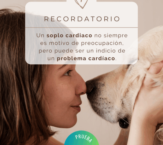 Cardiología Veterinaria Asturias