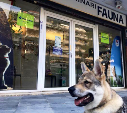 Centre Veterinari FAUNA. Centre Veterinari FAUNA.