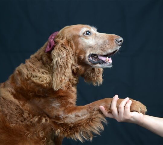 Centre Veterinari Trapelles – Veterinaris a Barcelona