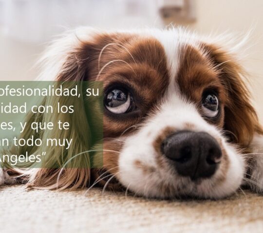 Centre Veterinari de Cornellà