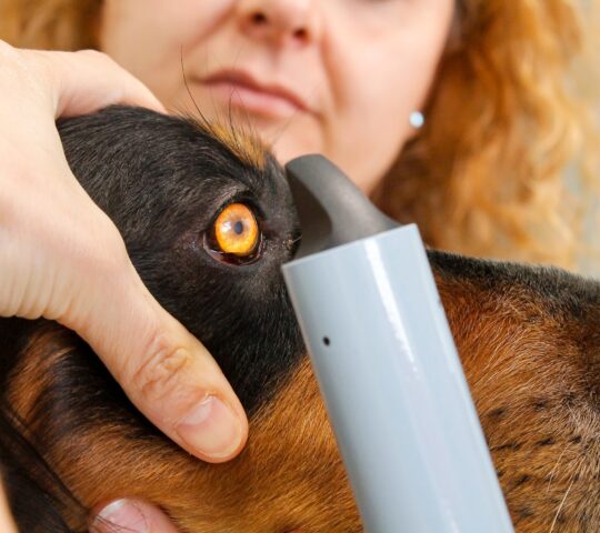 Centro Oftalmológico Veterinario Vission