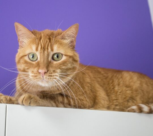 Centro Veterinario Bichos, Animales exóticos