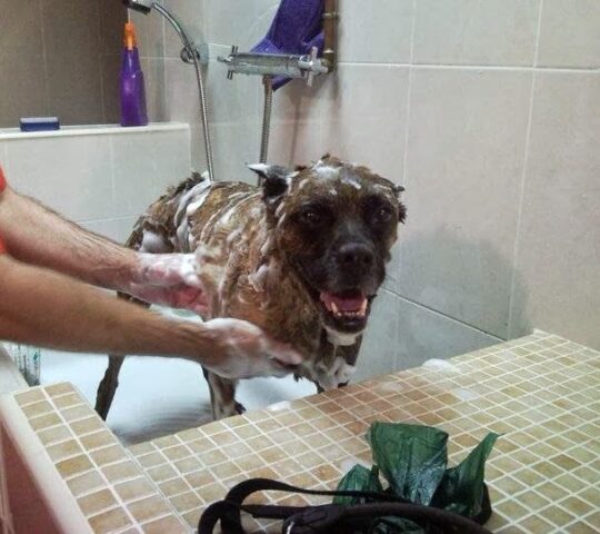 Centro Veterinario Campoamor