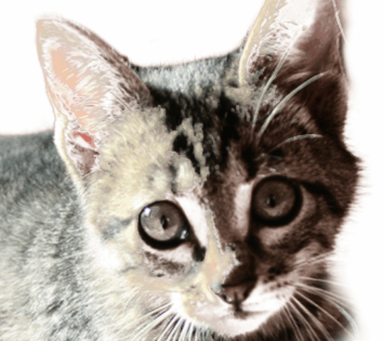 Centro Veterinario Esperanza Ribes