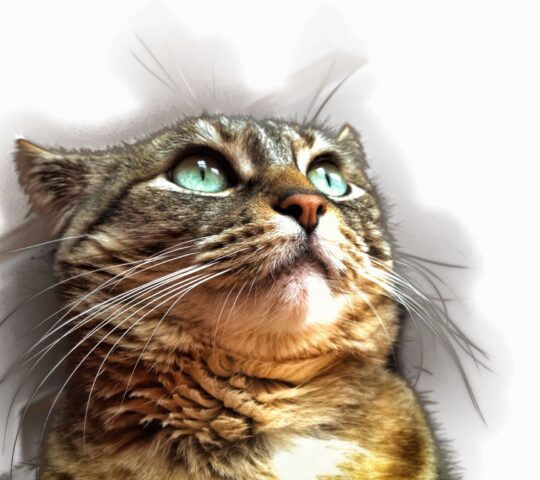 Centro Veterinario I+VET