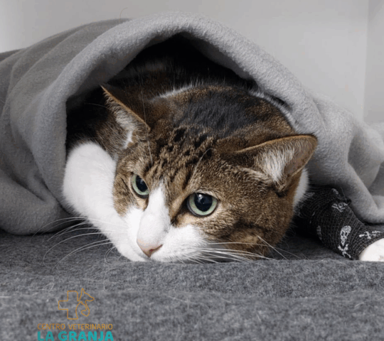 Centro Veterinario La Granja