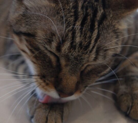 Centro Veterinario Leuka