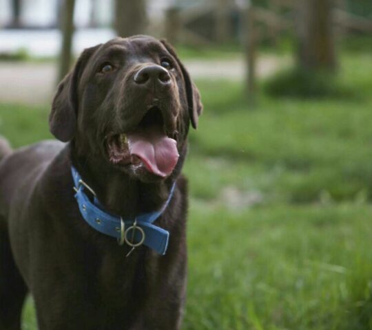 Centro Veterinario Lidercan Centro Veterinario Lidercan