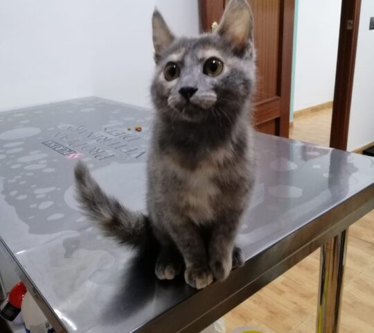 Centro Veterinario Luvet Centro Veterinario Luvet