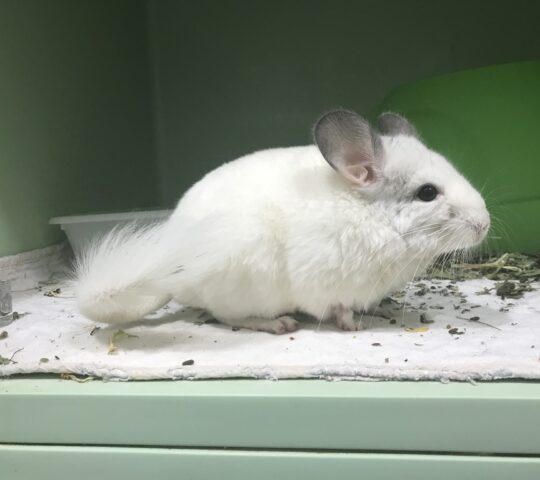 Centro Veterinario Menescalia