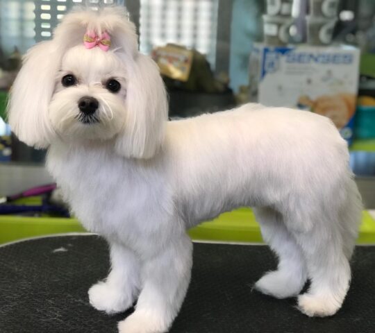 Centro Veterinario Provet