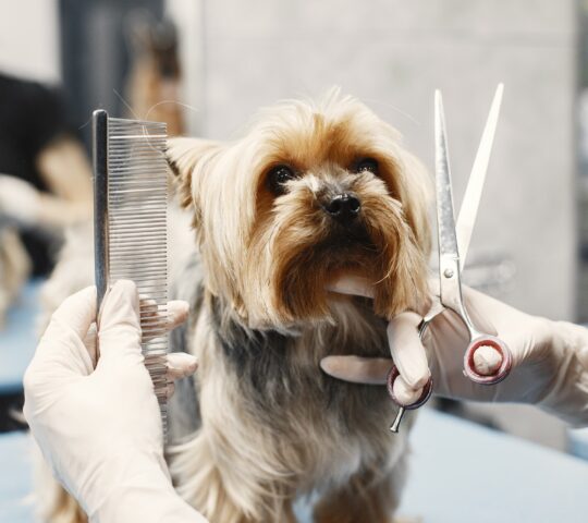 Centro Veterinario Surveco