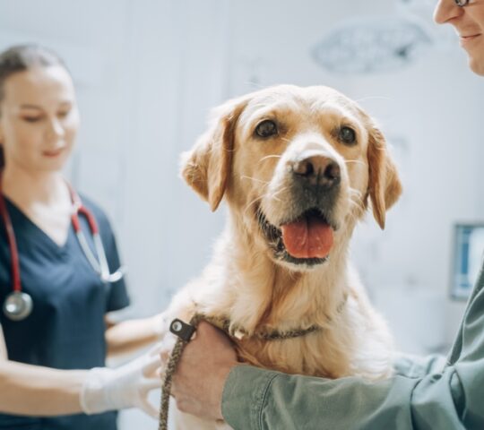 Centro Veterinario Talisman de Plata