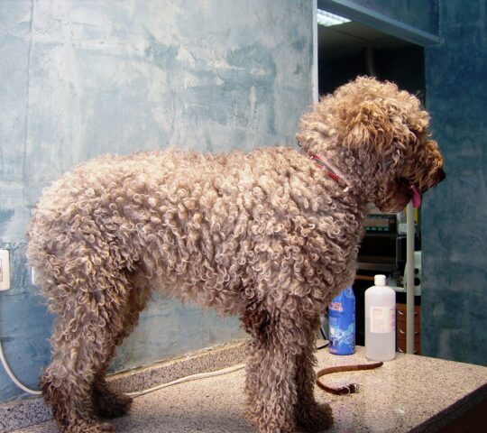 Centro Veterinario Zarabanda Centro Veterinario Zarabanda