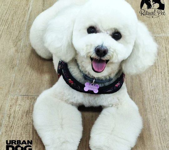 Ritualpet estilismo canino