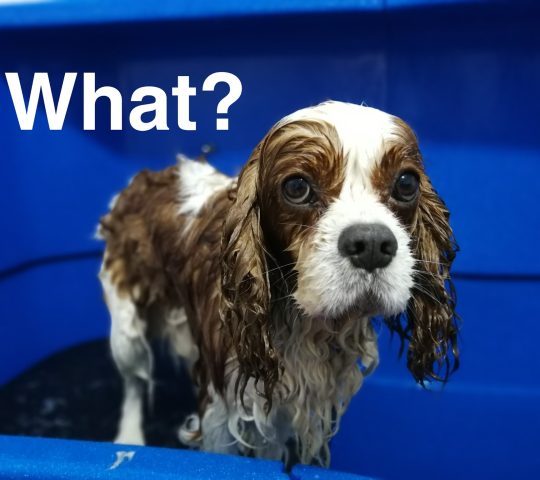 Spa Posa’l Xulo Perruqueria i Estètica Canina Born