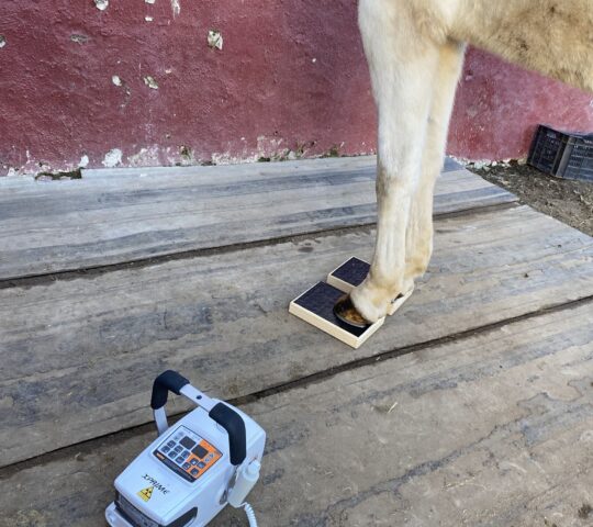 Clínica Equina Móvil Jesús González Martín