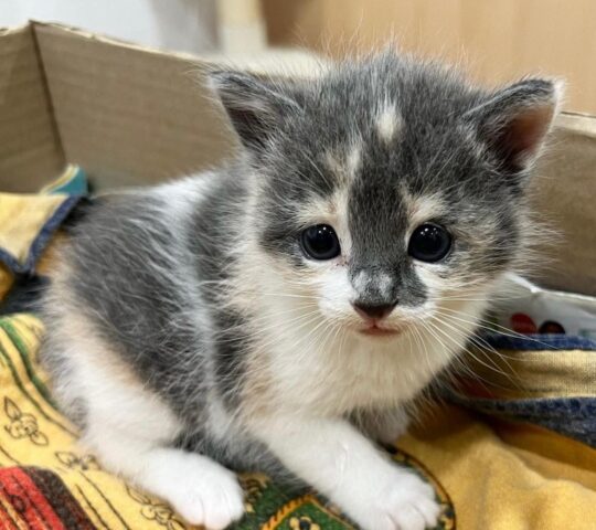 Clinica Veterinaria Aitana