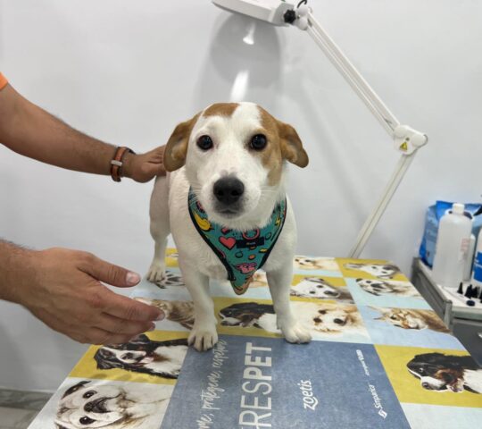 Clínica Veterinària Aquanatura Clínica Veterinària Aquanatura